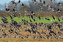 Pink-footed geese (Anser brachyrhynchus) flock flying over harvested beet field, North Norfolk, UK December