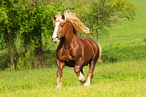 Suddeutsche stallion, a heavy draft horse, cantering in a field, Alfdorf, Swabian-Franconian Forest Nature Park, Germany.