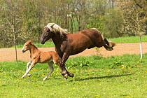 Suddeutsche mare, a heavy draft horse, bucking next to her 6 month  Suddeutsche colt, in a field, Alfdorf, Swabian-Franconian Forest Nature Park, Germany.