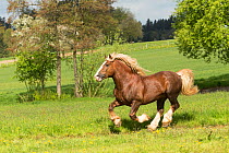 Suddeutsche stallion, a heavy draft horse, cantering in a field, Alfdorf, Swabian-Franconian Forest Nature Park, Germany. May 2016.