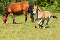 Wild Gotland russ (the only pony native to Sweden) foal / colt running around his mother, Gotland Island, Sweden.