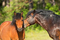 Wild Gotland russ (the only pony native to Sweden) stallion greeting one of his mares, Gotland Island, Sweden.