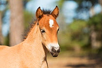 Wild Gotland russ foal / colt, the only pony native to Sweden, Gotland Island, Sweden.