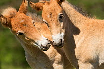 Wild Gotland russ (the only pony native to Sweden) foals / colts greeting one another, Gotland Island, Sweden.