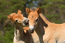 Two wild Gotland russ (the only pony native to Sweden) foals / colts playing together, Gotland Island, Sweden.