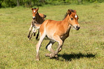 Wild Gotland russ (the only pony native to Sweden) foals / colts running one after the other, Gotland Island, Sweden.