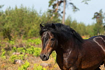 Headshot of wild Gotland russ stallion, the only pony native to Sweden, Gotland Island, Sweden.