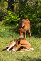 Wild Gotland russ pony foal / colt greeting another sleeping colt, Gotland Island, Sweden. June.
