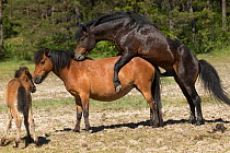 Gotland russ wild stallion mating with one of his mares in front of their yearling colt, Gotland Island, Sweden. June.