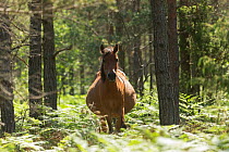 Heavily pregnant wild Gotland russ mare, the only pony native to Sweden, standing in forest, Gotland Island, Sweden. June.