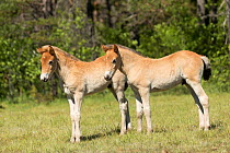 Two wild Gotland russ foals /colts standing alert, Gotland Island, Sweden. June.