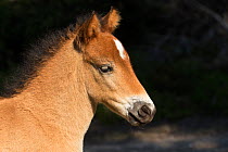 Headshot of  wild Gotland russ colt foal, the only pony native to Sweden, Gotland Island, Sweden. June.