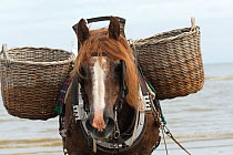 Headshot of a Brabant, a Belgian heavy draft horse, used to catch shrimps in the sea, at Oostduinkerke, West Flanders, Belgium. June.