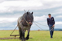 Farmer ploughing field with Dale pony, near Barnard Castle, County Durham, England, UK, July. Critically Endangered breed.