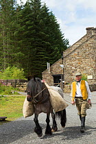 A lead miner leading his Dales pony, at Killhope Museum, near Cowshill, Upper Weardale, County Durham, England, UK, August. Critically endangered horse breed.