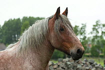 Headshot of a Brabant, a Belgian heavy draft horse, at Oostduinkerke, West Flanders, Belgium, June.