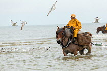 Fisherman catching shrimps in the sea with his Brabant, a Belgian heavy draft horse, at Oostduinkerke, West Flanders, Belgium, July.