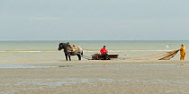 Fishermen going to catch shrimps in the sea with their Brabant, a Belgian heavy draft horse, at Oostduinkerke, West Flanders, Belgium, July 2016.