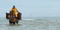 Fisherman catching shrimp in the sea with his Brabant, a Belgian heavy draft horse, at Oostduinkerke, West Flanders, Belgium. June 2016.