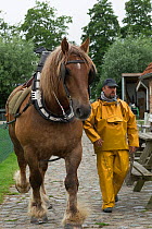 Fisherman preparing his Brabant, a Belgian heavy draft horse, to go fishing shrimps, at Oostduinkerke, West Flanders, Belgium. July 2016.