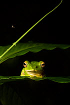 Malabar gliding frog (Rhacophorus malabaricus) endemic species of Western Ghats. Coorg, Karnataka, India.