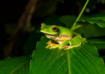 Malabar gliding frog (Rhacophorus malabaricus) endemic species of Western Ghats. Coorg, Karnataka, India.