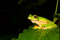 Malabar gliding frog (Rhacophorus malabaricus), Western Ghats. Coorg, Karnataka, India. Endemic to Western Ghats.