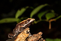 Bi-coloured frog (Clinotarsus curtipes), Coorg, Karnataka, India. Endemic to Western Ghats.