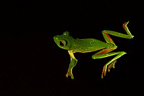 Malabar gliding frog (Rhacophorus malabaricus), male floating on water.  Coorg, Karnataka, India. Endemic to Western Ghats.