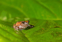 Kudremukh bush frog (Raorchestes tuberohumerus) Coorg, Karnataka, India. Endemic to Western Ghats.