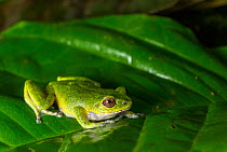 Confusing green bushfrog (Raorchestes chromasynchysi) female, Coorg, Karnataka, India. Endemic to Western Ghats. Vulnerable species.