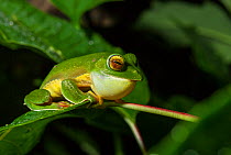 Malabar gliding frog (Rhacophorus malabaricus), male calling to attract mate. Coorg, Karnataka, India. Endemic to Western Ghats.