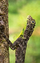 South Indian flying lizard (Draco dussumieri),  Agumbe, Karnataka, India. Endemic to Western Ghats.