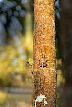 South Indian flying lizard (Draco dussumieri) camouflaged on tree trunk,  Agumbe, Karnataka, India. Endemic to Western Ghats.