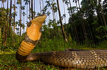 King cobra (Ophiophagus hannah), low wide angle perspective  Agumbe, Karnataka, Western Ghats, India. Vulnerable species
