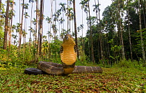 King cobra (Ophiophagus hannah), low wide angle perspective  Agumbe, Karnataka, Western Ghats, India. Vulnerable species