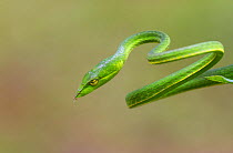 Green vine snake (Aheatulla nasuta), Agumbe, Karnataka