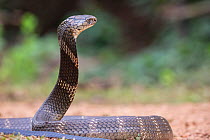 King cobra (Ophiophagus Hannah) with head raised, Agumbe, Karnataka, India. Venomous species.