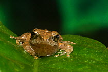 Wayanad bush frog (Pseudophilautus wynaadensis), Anamalai Wildlife Sanctuary, India. Endemic to Western Ghats.  Endangered species