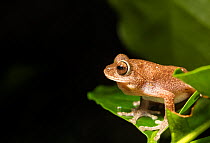 Ponmudi bush frog (Raorchestes ponmudi), Anamalai wildlife sanctuary, India. Endemic to Western Ghats.  Critically Endangered species