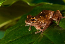 Ponmudi bush frog (raorchestes ponmudi), endemic to Western Ghats. Anamalai Wildlife Sanctuary, India. Critically Endangered species