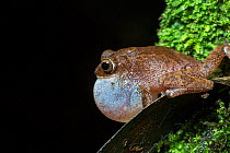 Ponmudi bush frog (Raorchestes ponmudi), Anamalai wildlife sanctuary, India,   Endemic to Western Ghats.  Critically Endangered species