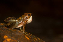 Kottigehara dancing frog (micrixalus kottigeharensis ), 'dancing frog' name given because of foot flagging behavior of this group of frogs. Endemic to Western Ghats. Agumbe Karnataka, India. Criticall...