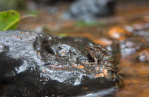 Kottigehara Dancing frog (micrixalus kottigeharensis ), pair in amplexus. Endemic to Western Ghats. Agumbe Karnata, India. Critically Endangered species