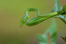 Green vine snake (Aheatulla nasuta), Agumbe, Karnataka, India.