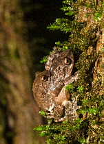 Bombay bush frog (Raorchestes bombayensis ), pair in amplexus. Amboli, Maharashtra, India. Endemic to Western Ghats. Vulnerable species.