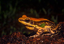 Fungoid Frog (hylarana malabarica), large size semi-aquatic frog. Amboli, Maharashtra, India.
