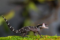 Deccan ground gecko (Cyrtodactylus albofasciatus) on forest floor. Amboli, Maharashtra, India. Endemic to Western Ghats.