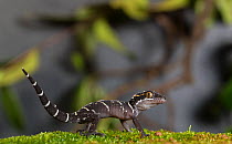 Deccan ground gecko (Cyrtodactylus albofasciatus) , on forest floor. Amboli, Maharashtra, India. Endemic to Western Ghats.