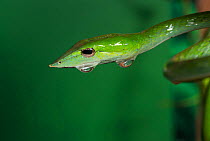 Green vine snake (Aheatulla nasuta), Agumbe, Karnataka, Western Ghats, India.